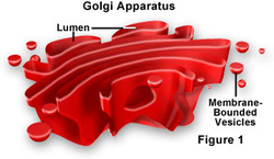 what are the functions of the golgi complex