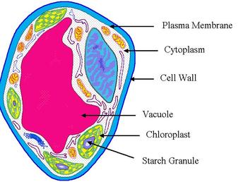 Cell Wall, Cilia & Flagella - Organelles of a Eukaryotic Cell