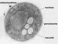 Centrioles; Microtubules; Vacuole; & Peroxisomes - Organelles of a